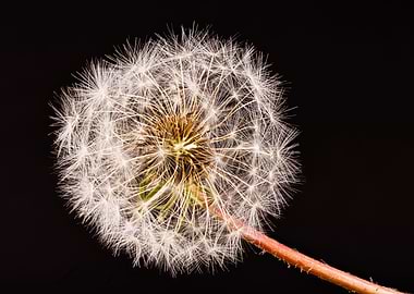 Macro of a dandelion
