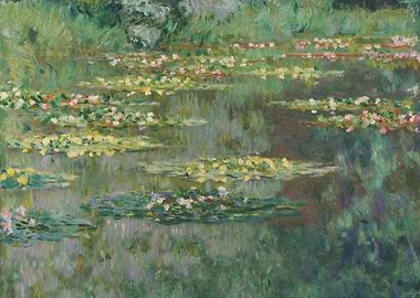 Water lilies pond