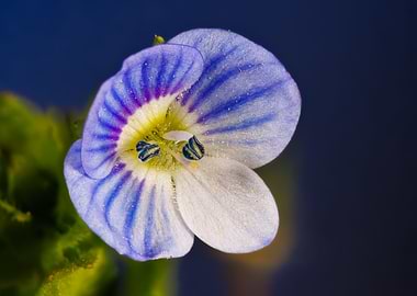Macro of veronica persica