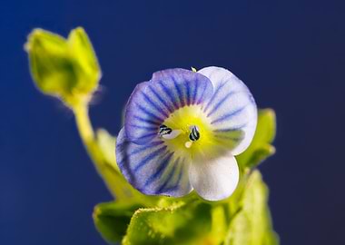 Macro of veronica persica