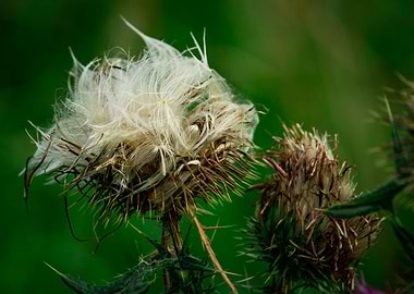 Thistle Flowers