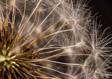 Macro of a dandelion