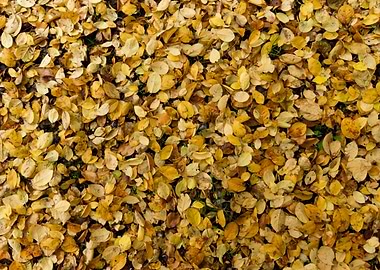 Autumn leaves texture