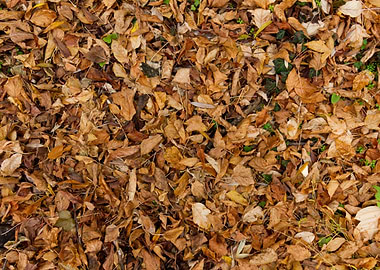 Autumn leaves texture