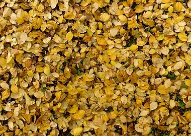 Autumn leaves texture