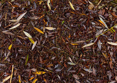 Autumn leaves texture