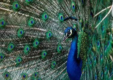 Peacock