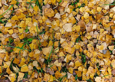 Autumn leaves texture