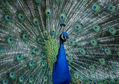 Peacock