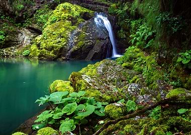Forest with waterfall