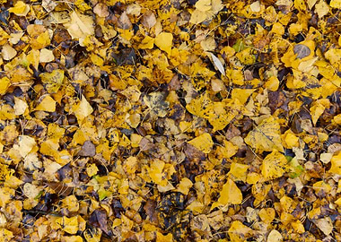 Autumn leaves texture