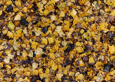 Autumn leaves texture