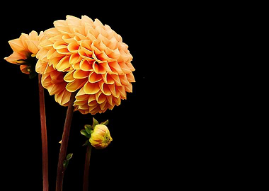 dahlia and black color