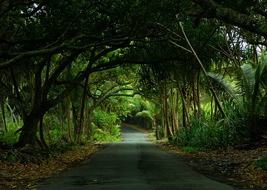 Jungle Road