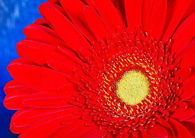 Macro of a gerbera flower