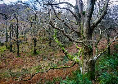 Borrowdale Woodland