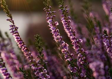 Blooming heather