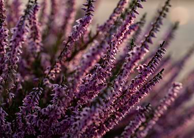 Blooming heather