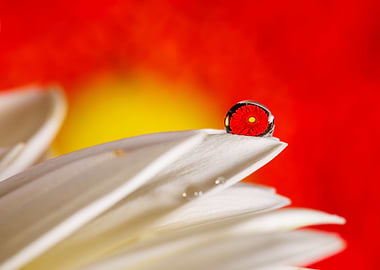 Macro of a gerbera flower