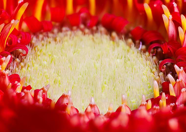Macro of a gerbera flower
