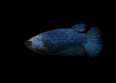 betta fish