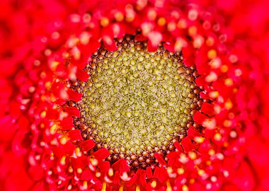 Macro of a gerbera flower