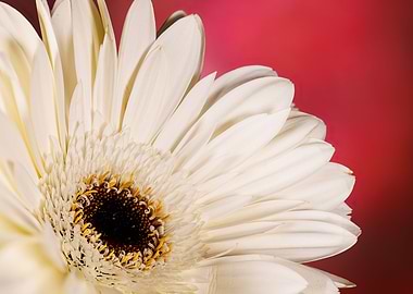 Macro of a gerbera flower
