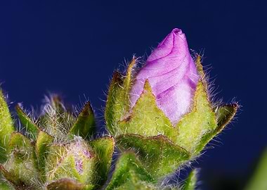Macro of a malva flower