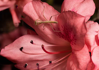 Praying Mantis