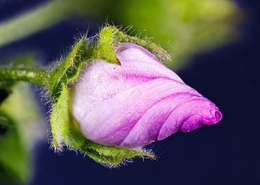 Macro of a malva flower