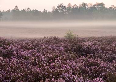 Fog On The Heathland