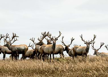 Herd of Elk