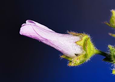 Macro of a malva flower