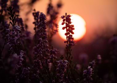 Sunrise On The Heathland