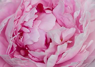 Rose Blossom Pink Peony