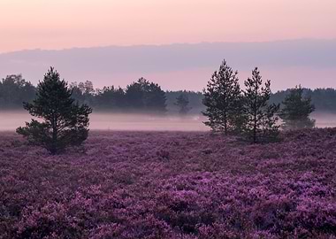 Fog On The Heathland