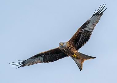 Fliegender Roter Milan