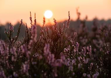 Sunrise On The Heathland
