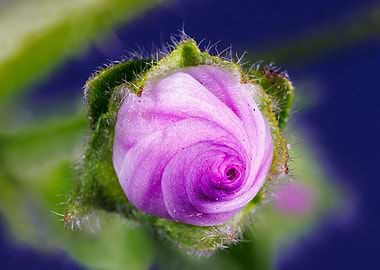 Macro of a malva flower
