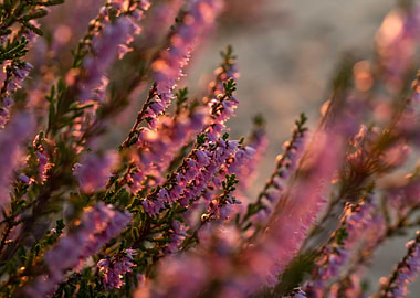 Blooming Heather