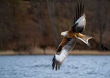 Roter Milan mit Beute