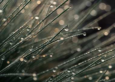 Morning Dew On The Grass