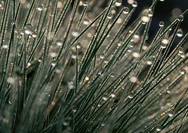 Morning Dew On The Grass