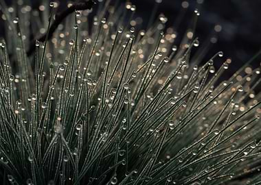 Morning Dew On The Grass