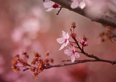 Japanese cherry blossoms