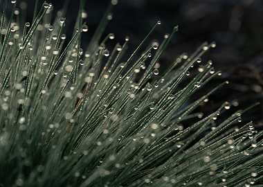 Morning Dew On The Grass