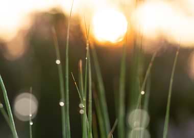 Morning Dew On The Grass
