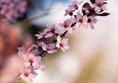 Japanese cherry blossoms
