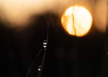 Morning Dew On The Grass