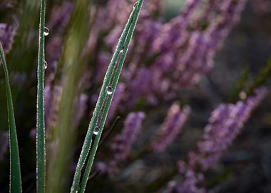 Morning Dew On The Grass